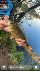 European Perch