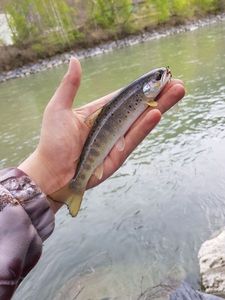 Brown Trout
