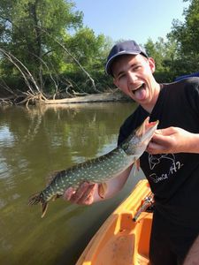 Northern Pike