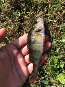 European Perch