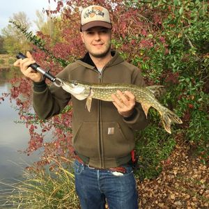 Northern Pike