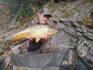 Common Carp