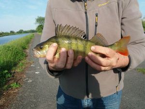 European Perch