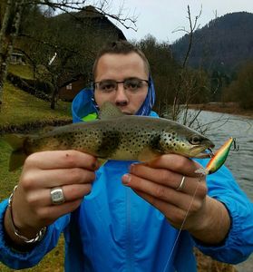Brown Trout