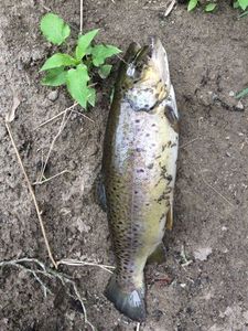 Brown Trout