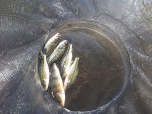 Smallmouth Bass