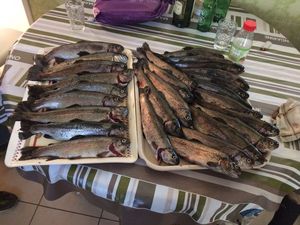 Rainbow Trout