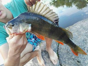 European Perch