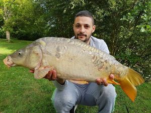 Mirror Carp