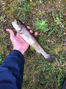 Brown Trout