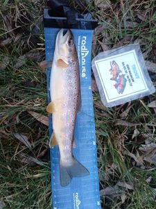 Brown Trout