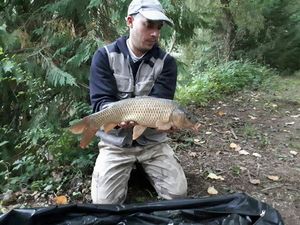 Common Carp