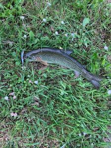 Rainbow Trout