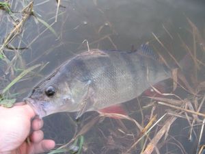 European Perch