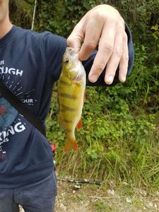 European Perch