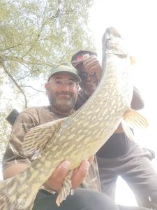 Northern Pike