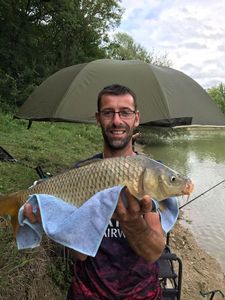 Common Carp