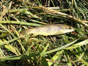 Brown Trout