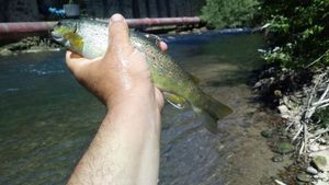 Brown Trout