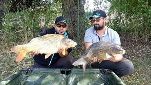 Common Carp