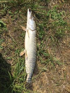 Northern Pike