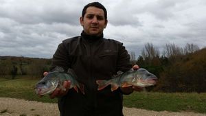 European Perch