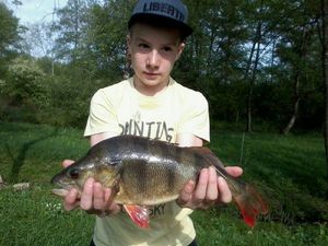 European Perch