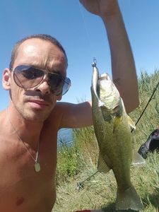 Largemouth Bass