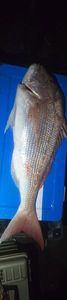 Red Snapper