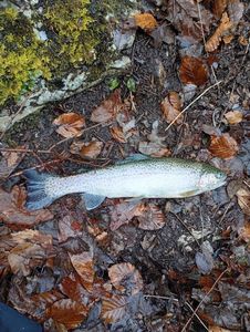 Rainbow Trout