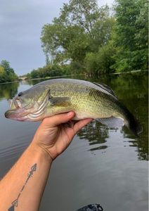 Largemouth Bass