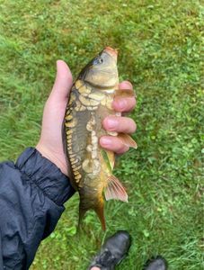 Common Carp