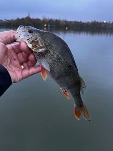 European Perch