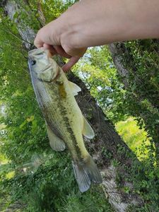 Largemouth Bass