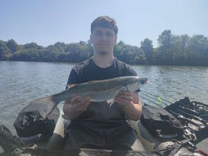 Thicklip Grey Mullet