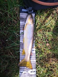 Brown Trout