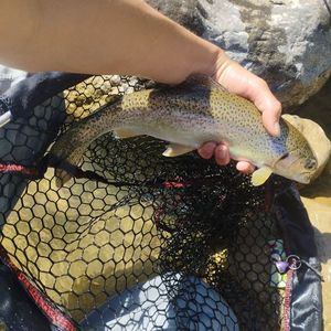 Rainbow Trout