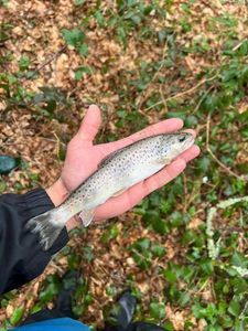Brown Trout