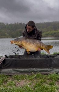 Common Carp