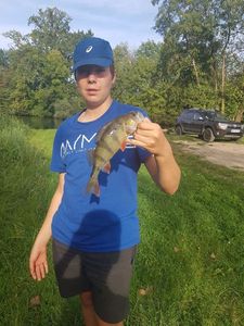 European Perch