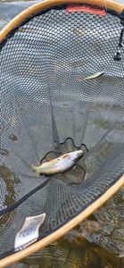 Rainbow Trout