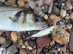 European Bass (Seabass)