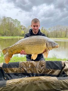 Common Carp