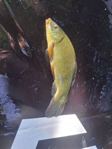 Tench