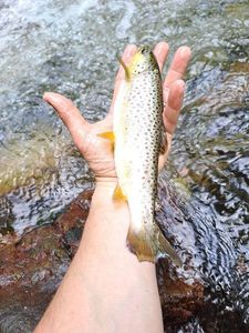 Brown Trout
