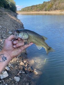 Largemouth Bass