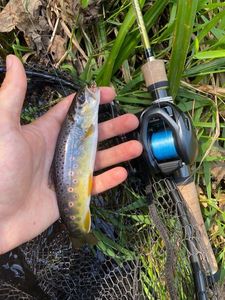 Brown Trout