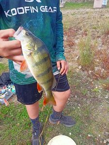 European Perch