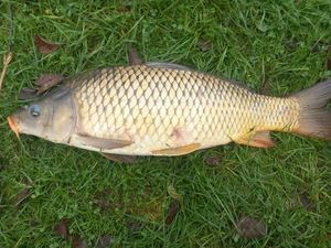 Common Carp