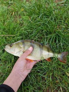 European Perch